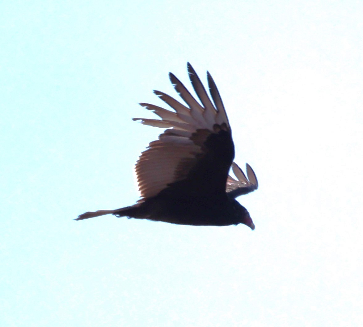Turkey Vulture - ML617053151