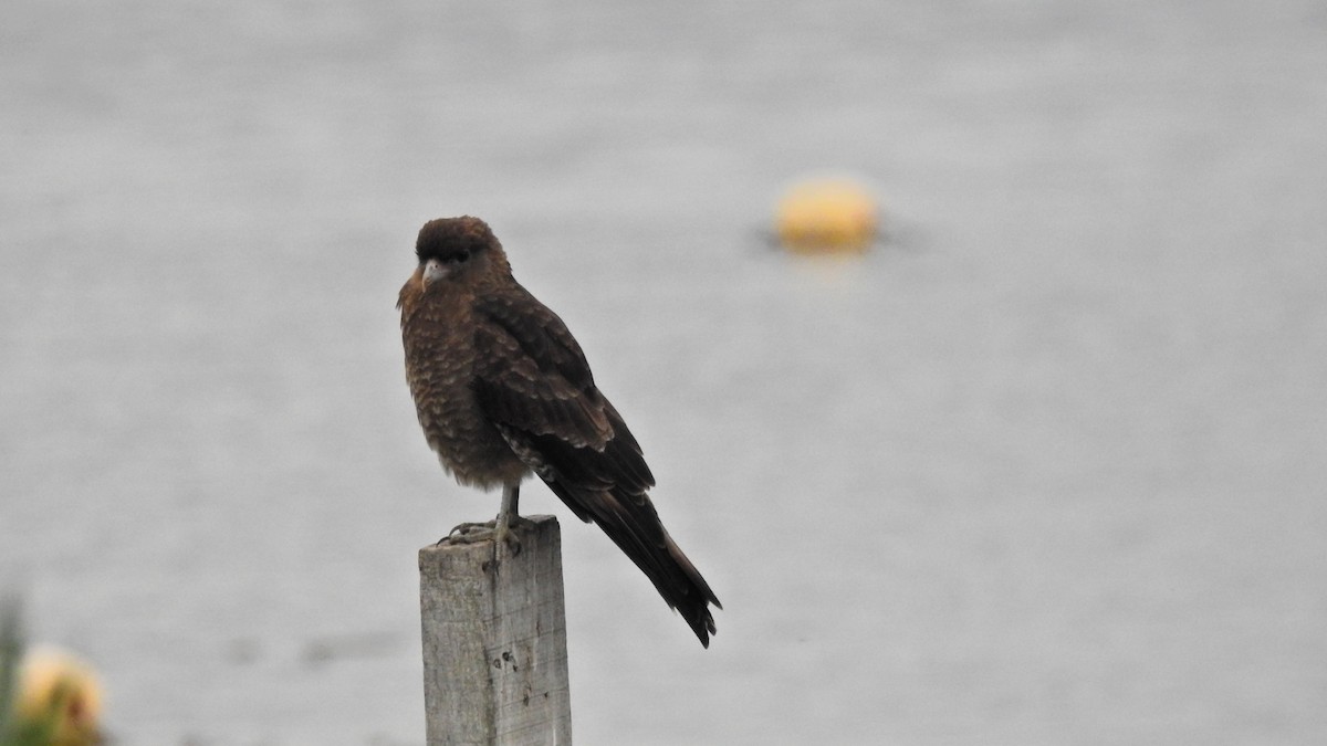 Chimango Caracara - ML617053159