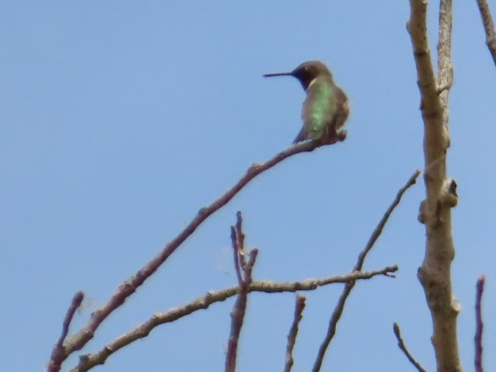 Black-chinned Hummingbird - ML617053173