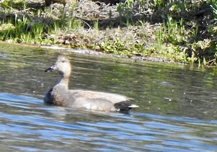 Gadwall - Brian Ison