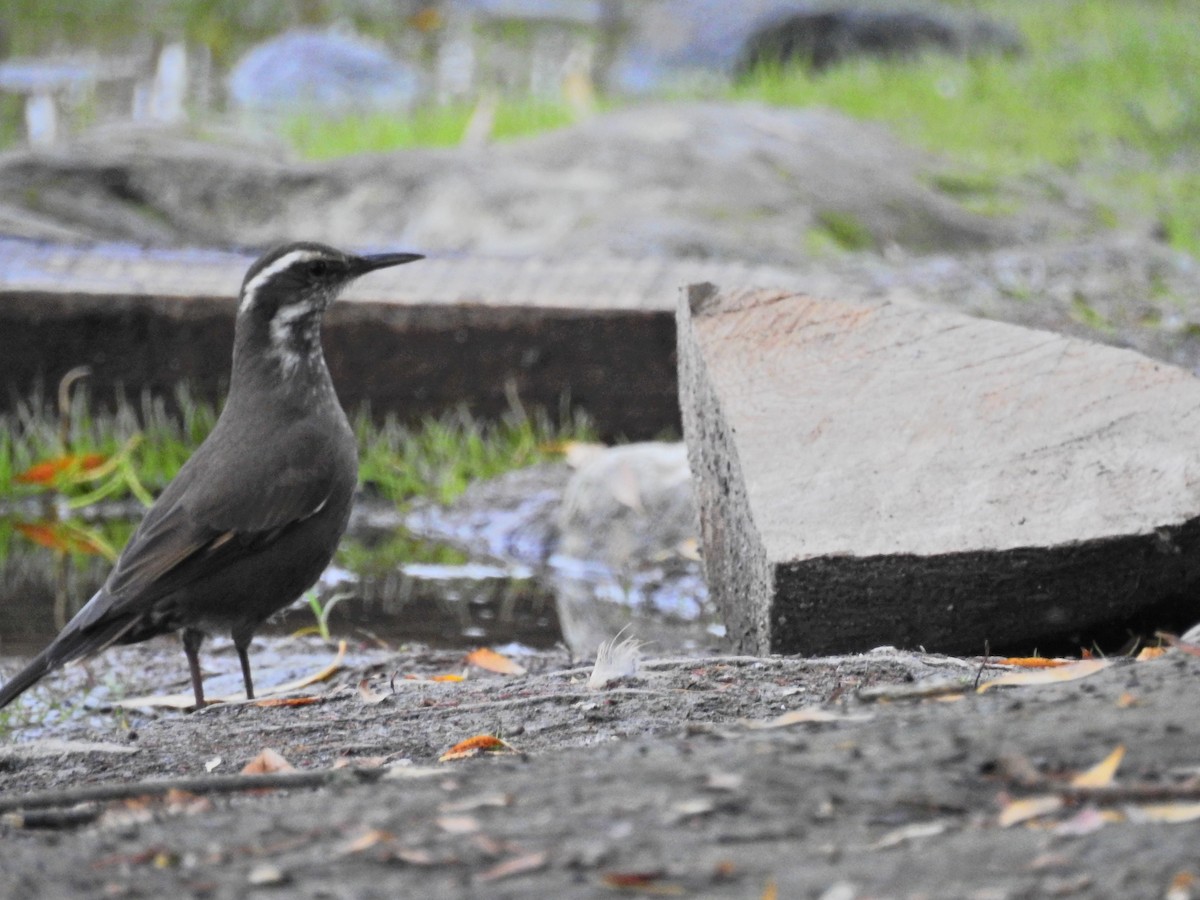 Dark-bellied Cinclodes - ML617053178