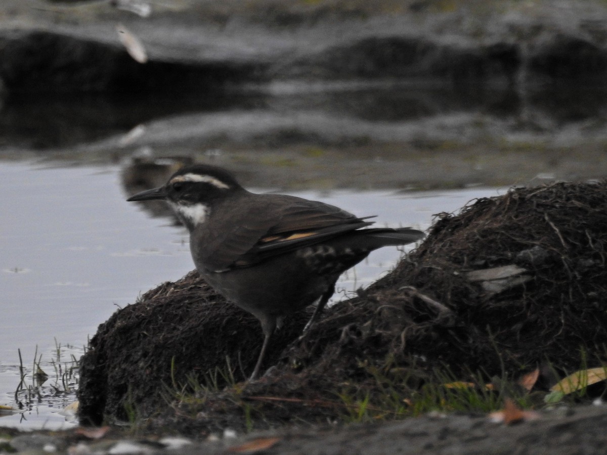 Dark-bellied Cinclodes - ML617053179