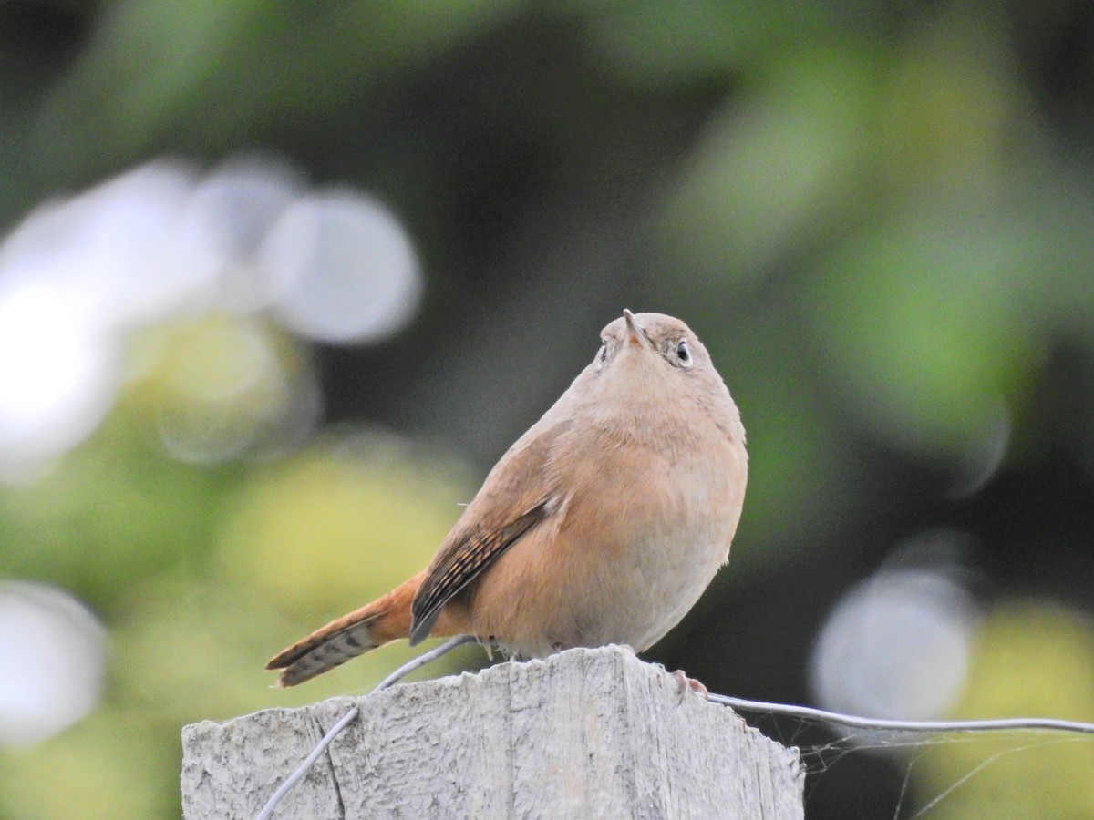 House Wren - ML617053217