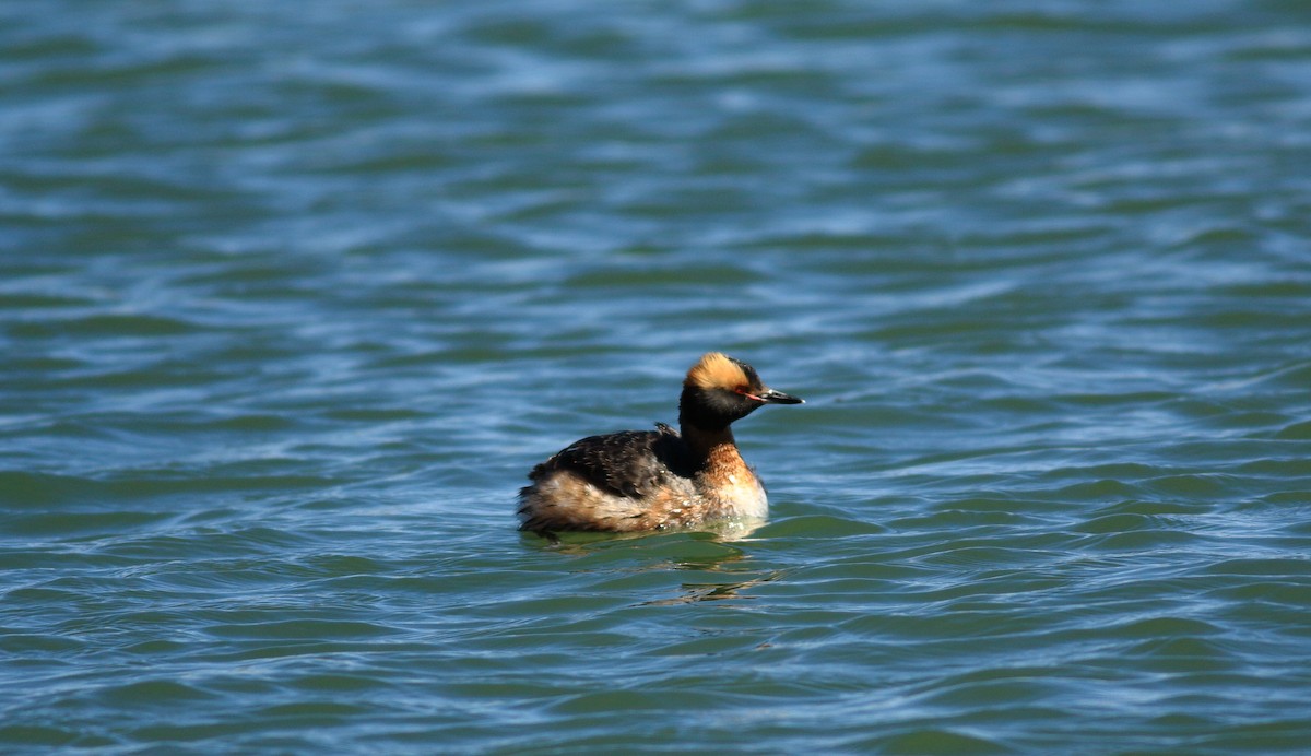 Horned Grebe - ML617053238