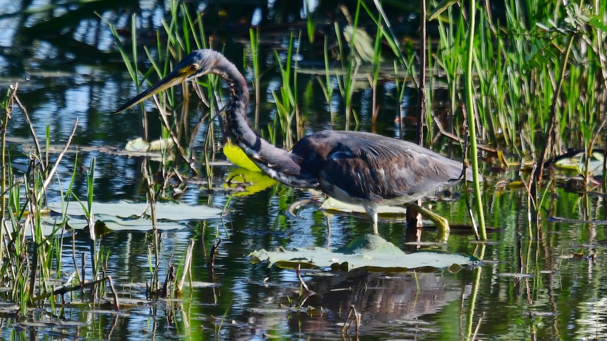 Tricolored Heron - Carl Winstead