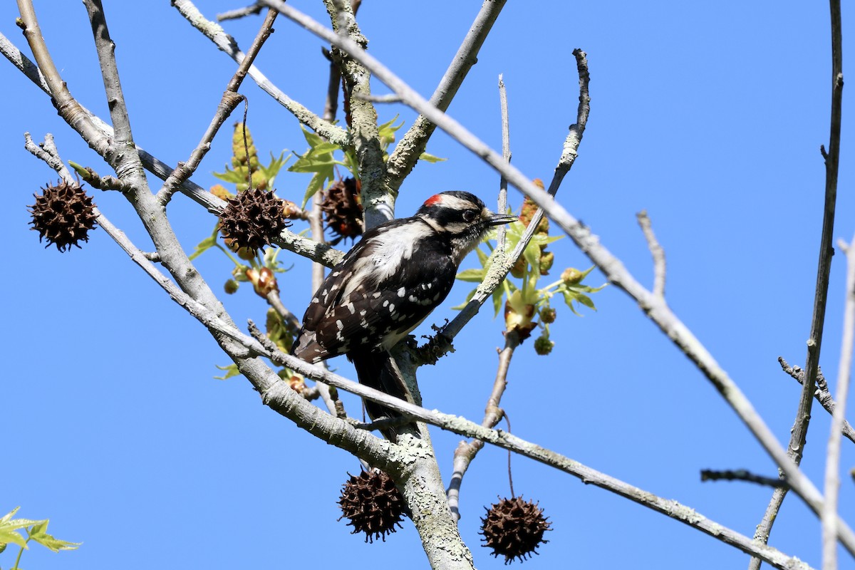 Downy Woodpecker - Charlotte Morris