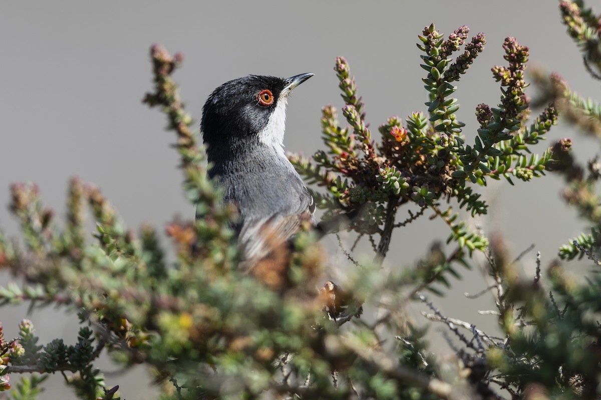 Sardinian Warbler - ML617053272