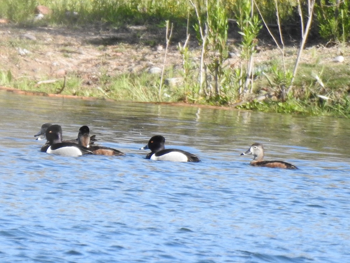 Ring-necked Duck - ML617053283