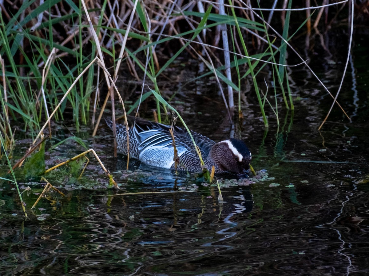 Garganey - ML617053290