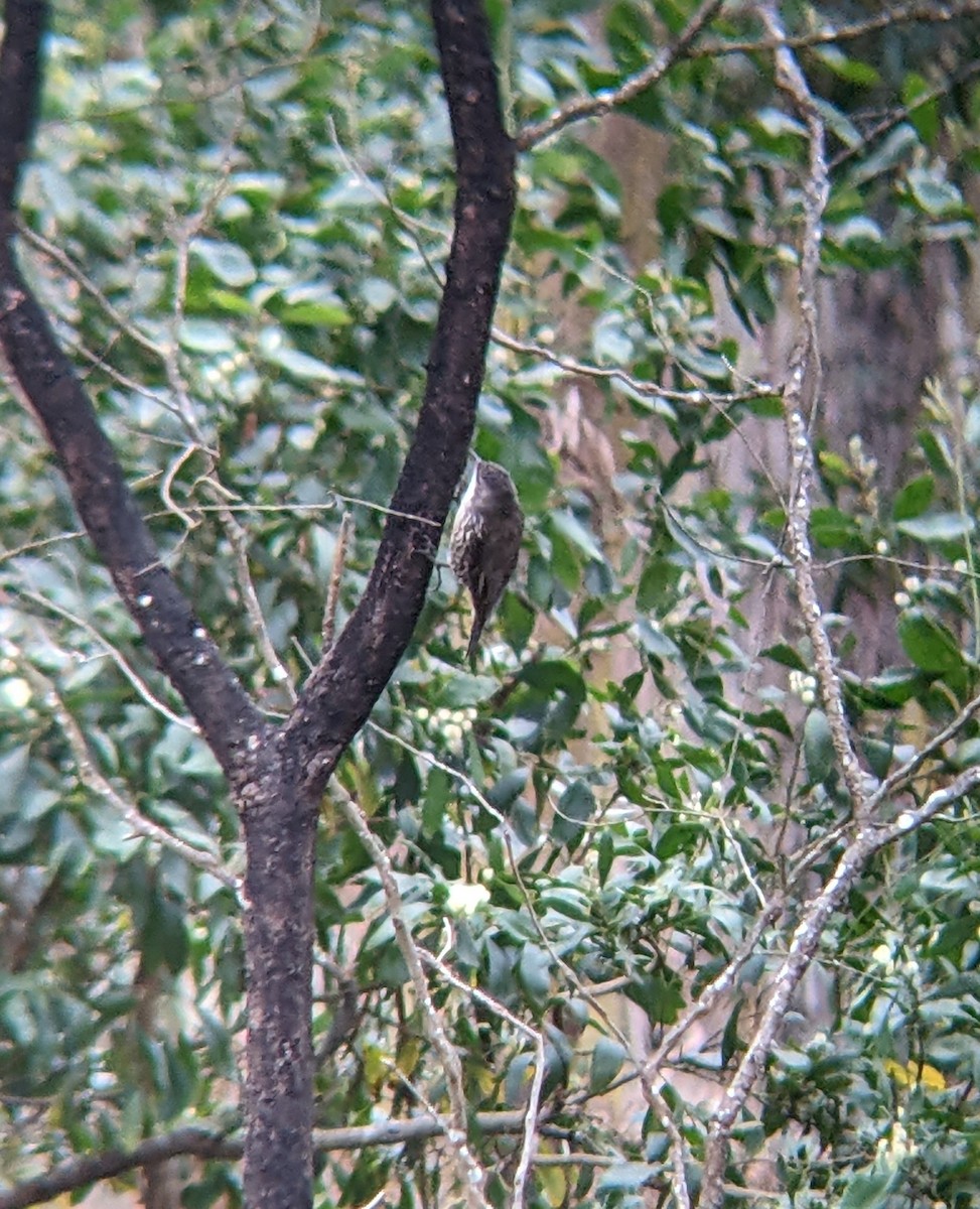 White-throated Treecreeper - ML617053307