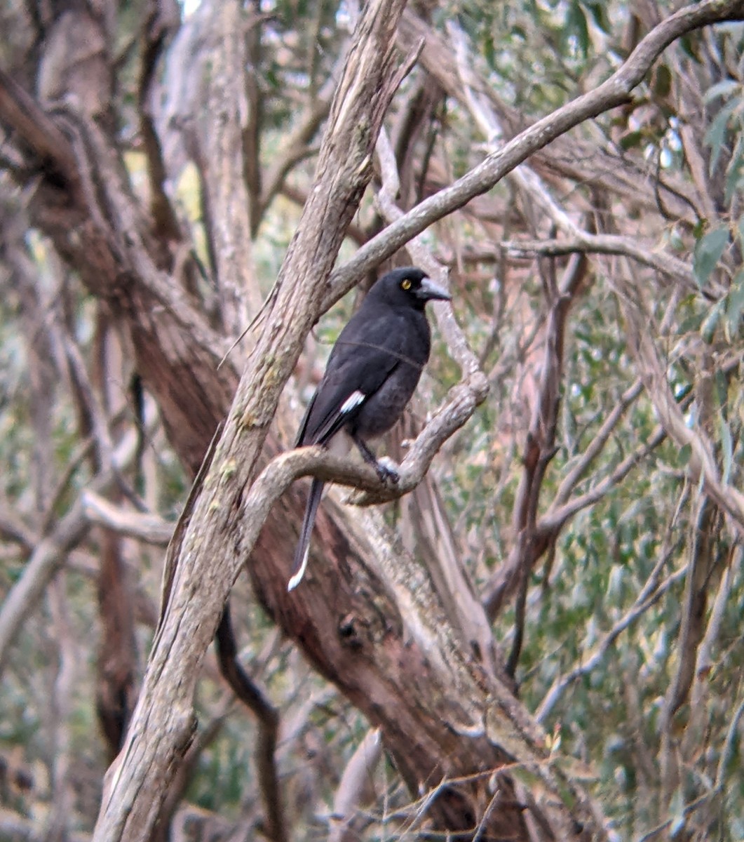 Pied Currawong - ML617053345