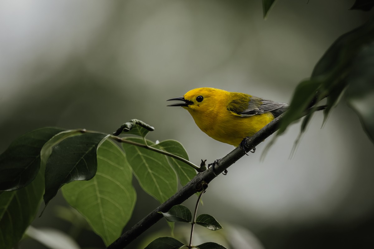 Prothonotary Warbler - Ryan Wallace