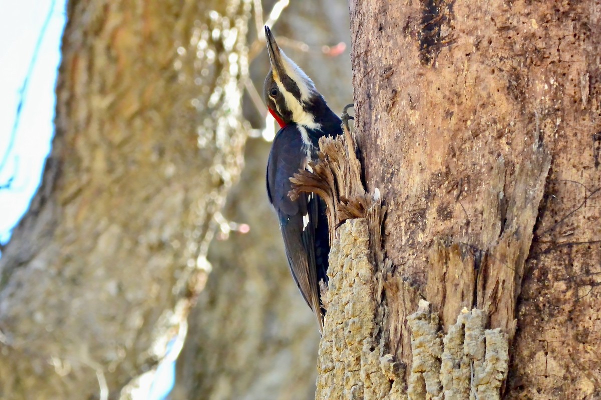 Pileated Woodpecker - ML617053438