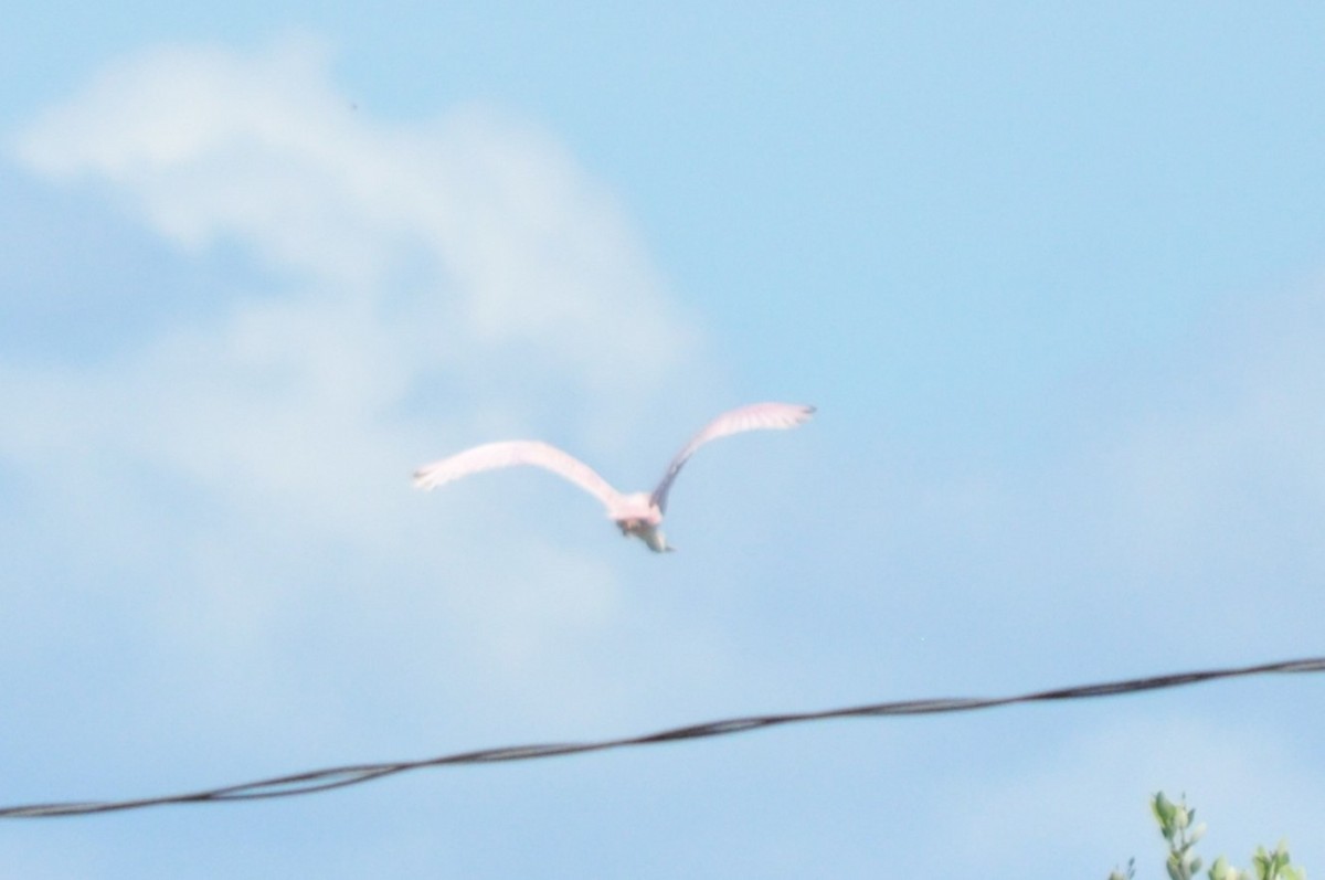 Roseate Spoonbill - ML617053474