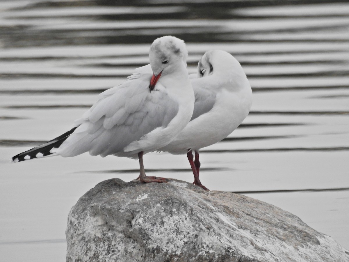 Brown-hooded Gull - ML617053478