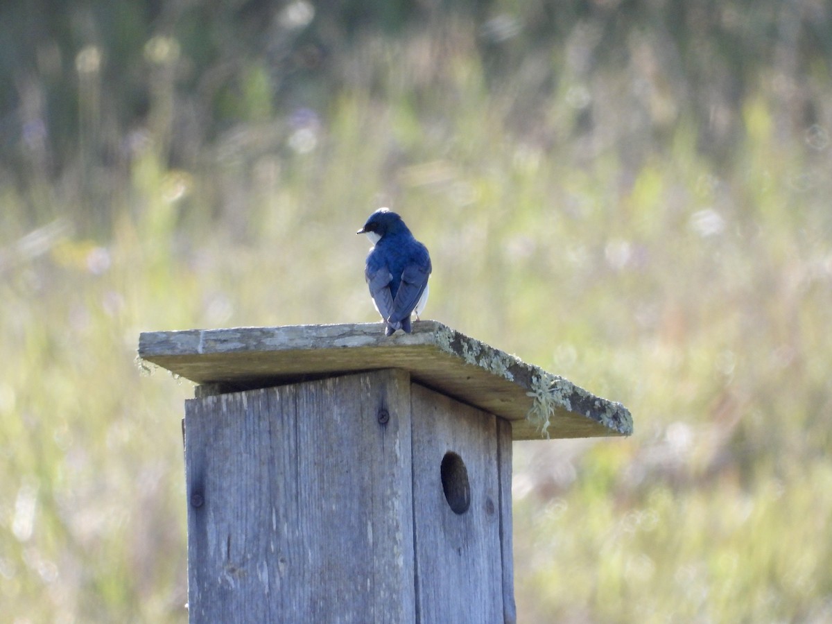 Tree Swallow - Christine Hogue