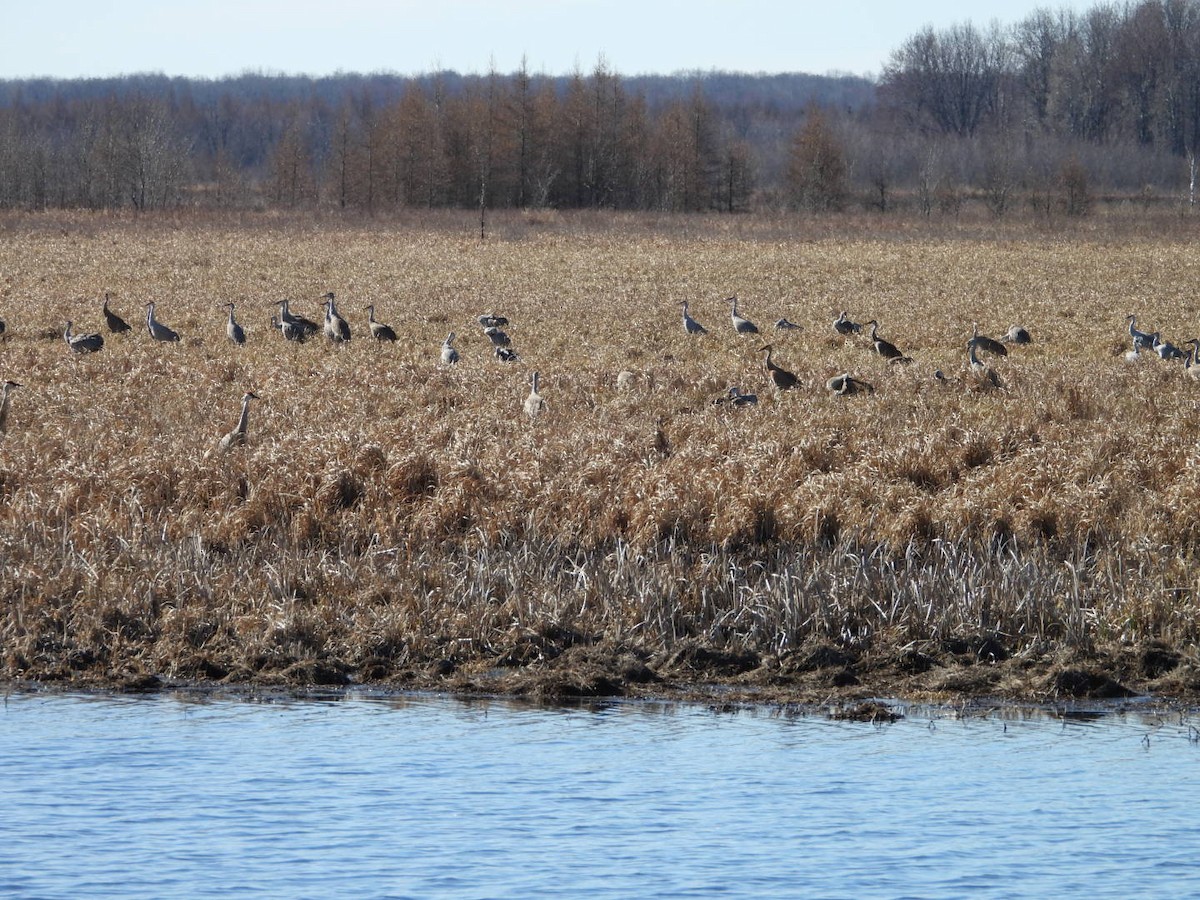 Sandhill Crane - ML617053495