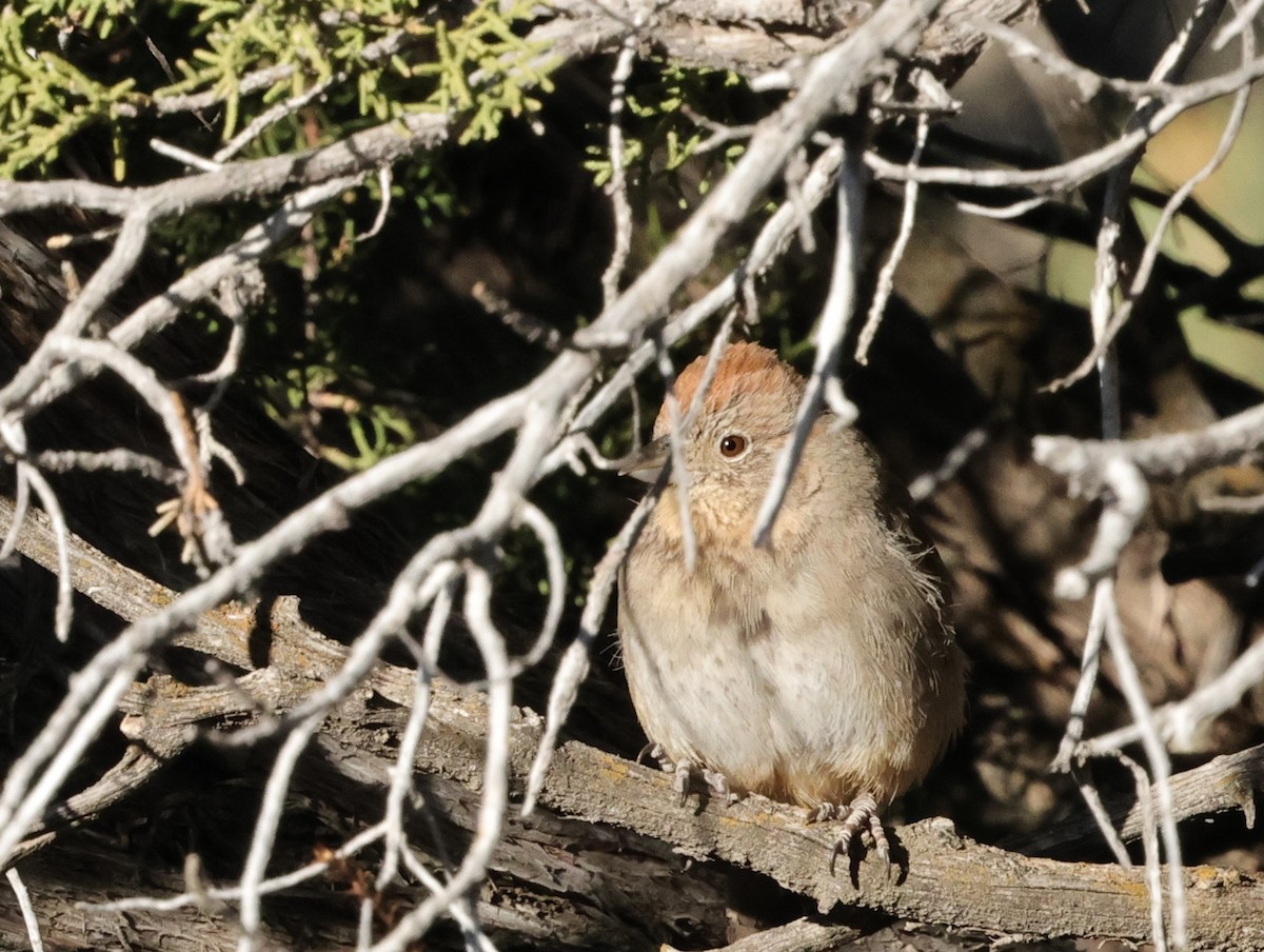 Canyon Towhee - ML617053507