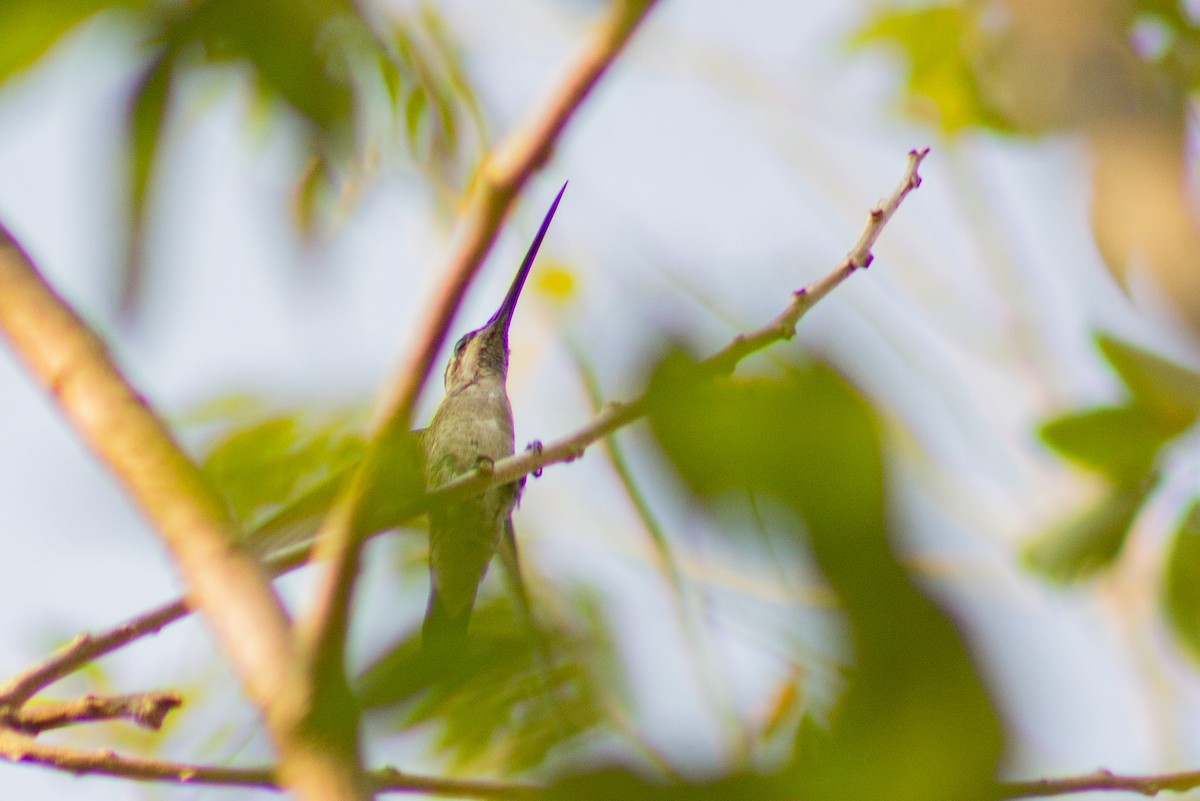 kolibřík achátový - ML617053529