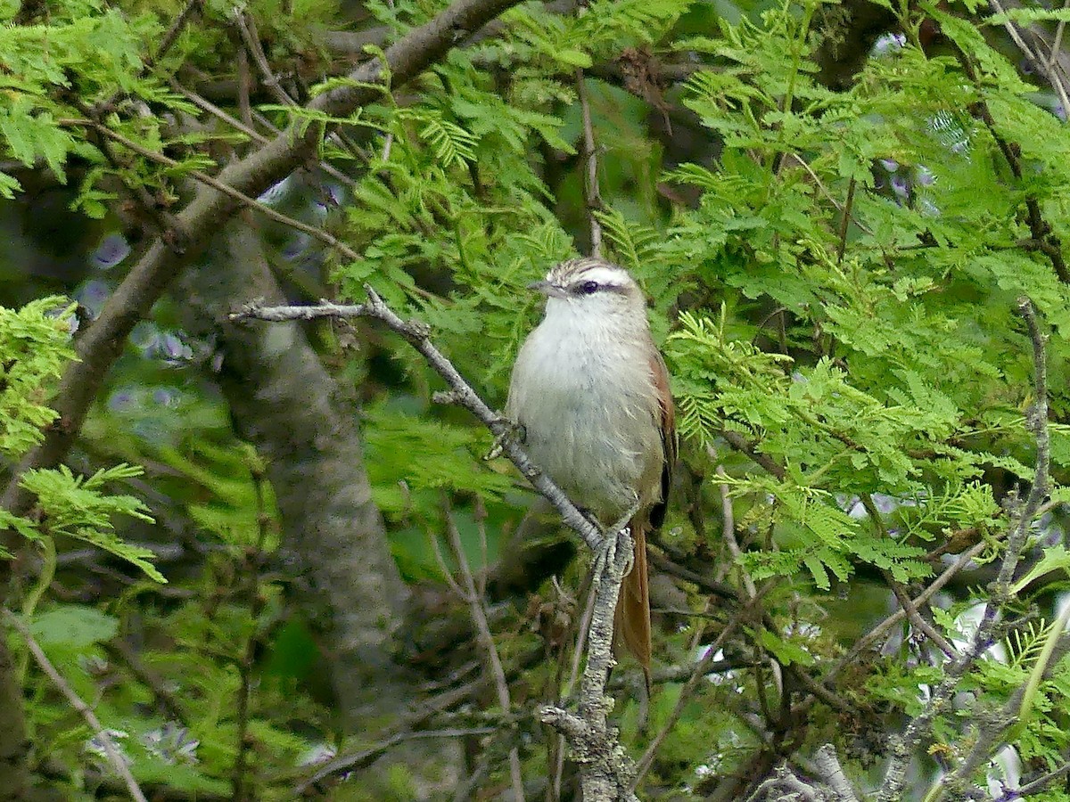 Stripe-crowned Spinetail - ML617053532