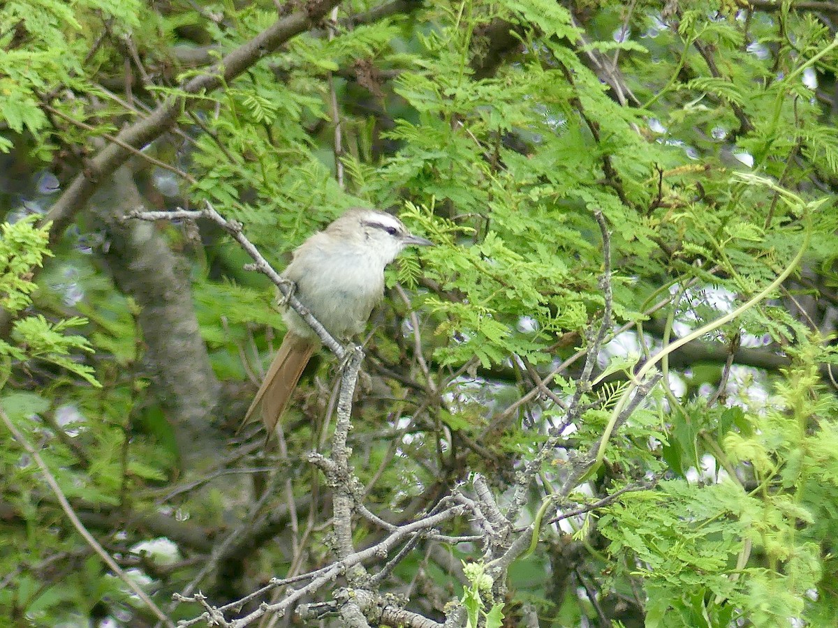 Stripe-crowned Spinetail - ML617053533