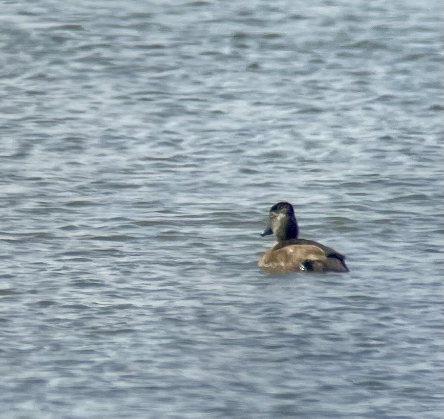 Ring-necked Duck - ML617053542