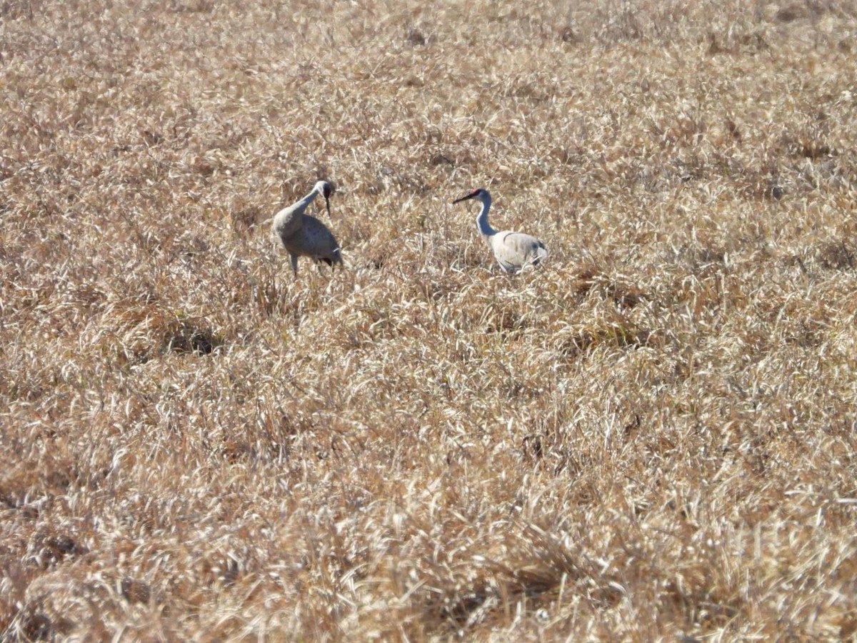 Sandhill Crane - Stephanie Bishop