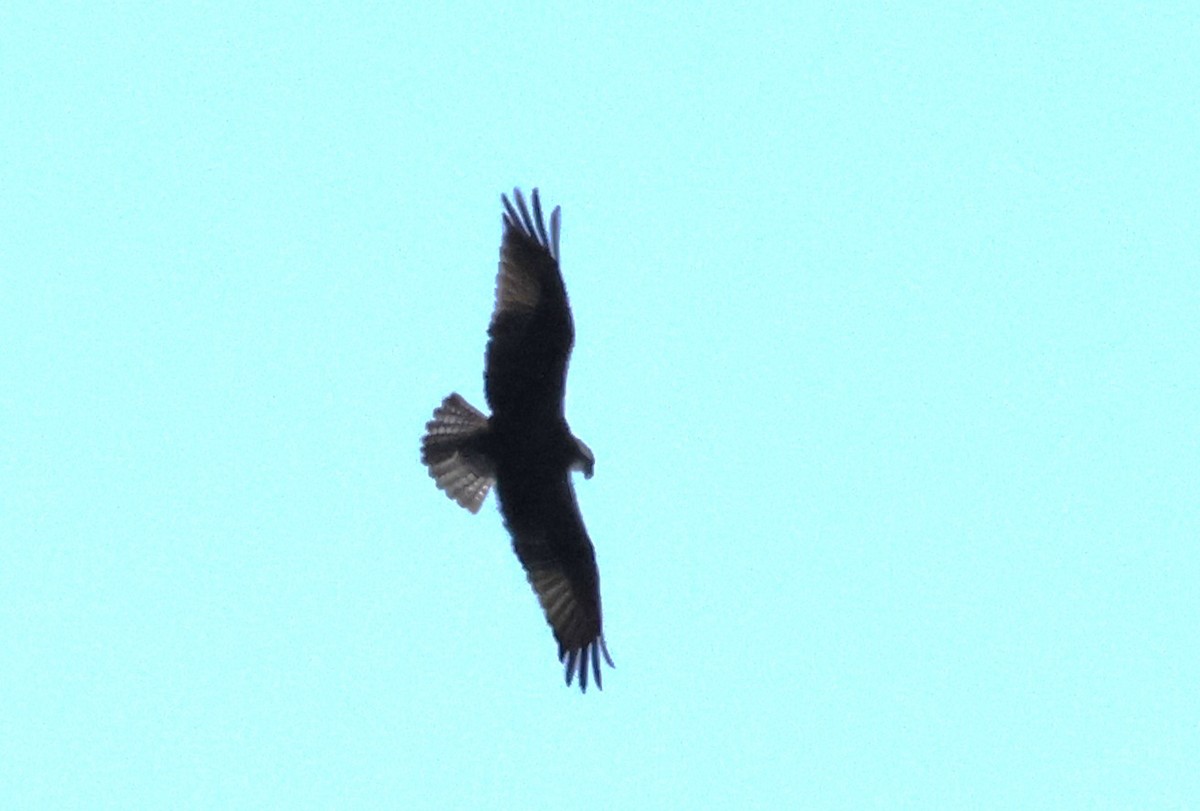 Águila Pescadora - ML617053551