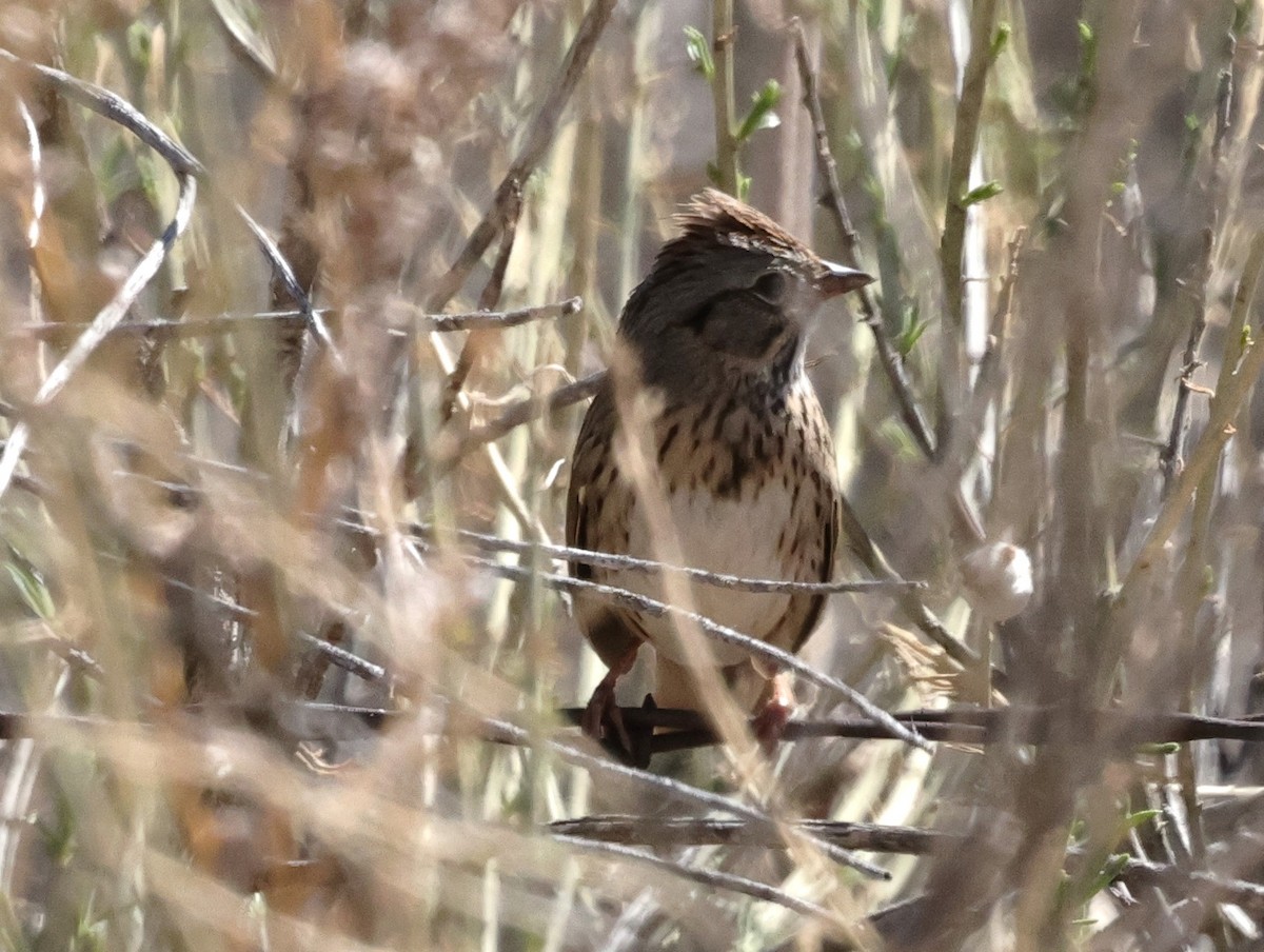 Lincoln's Sparrow - ML617053564