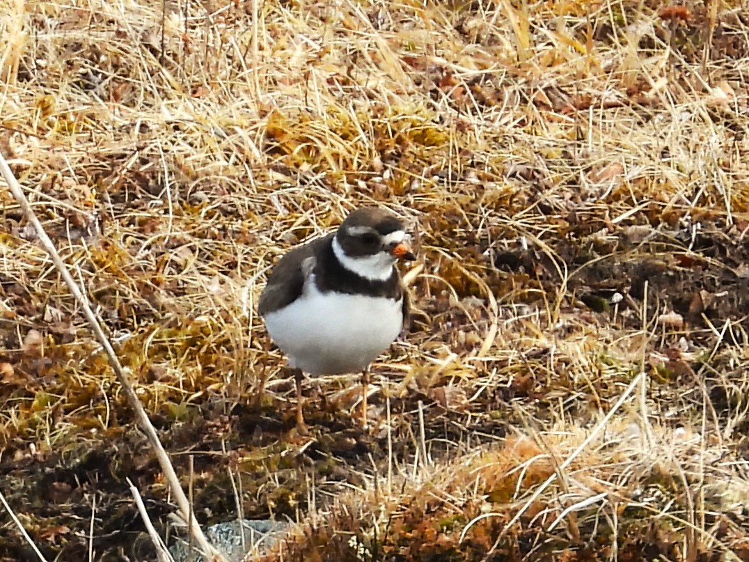 Common Ringed Plover - ML617053565