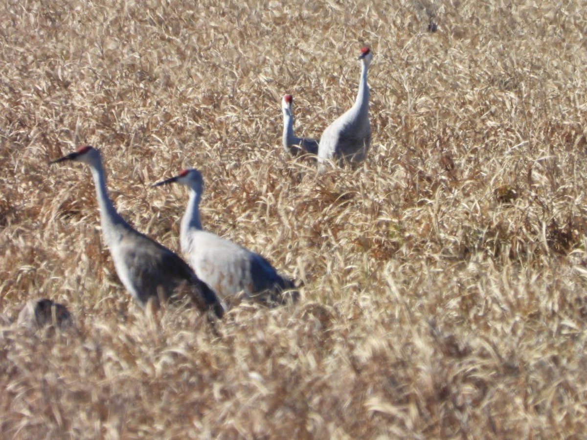 Sandhill Crane - Stephanie Bishop