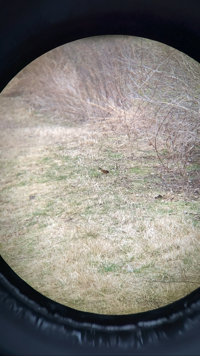 Eastern Towhee - ML617053635