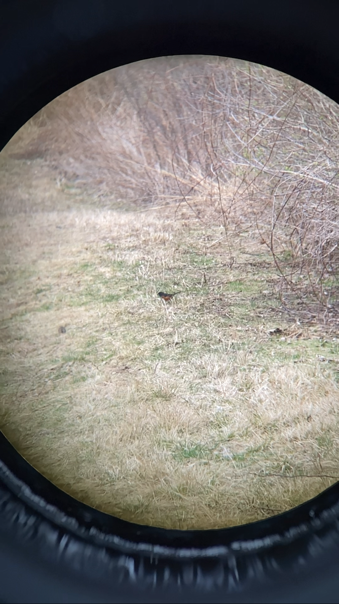 Eastern Towhee - ML617053636