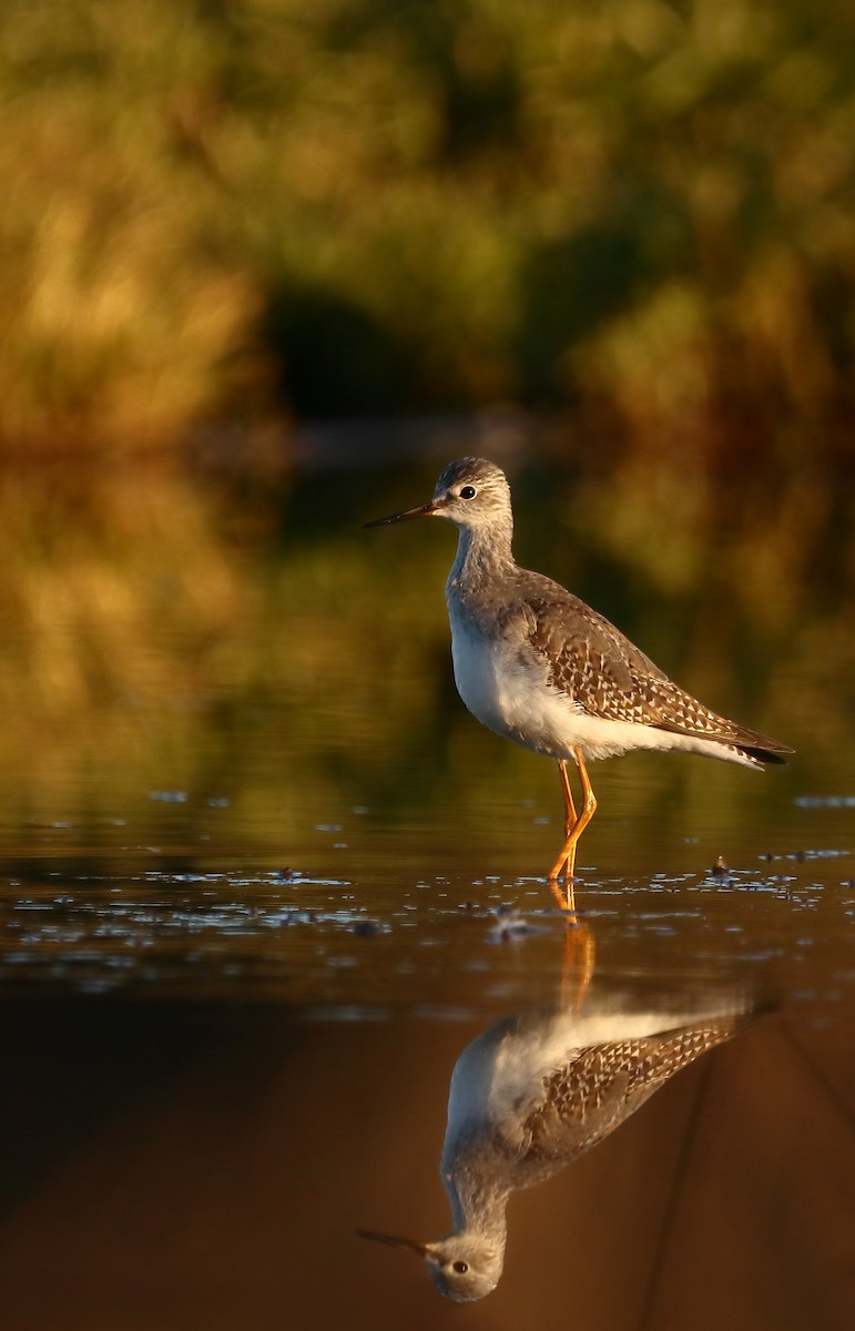 Lesser Yellowlegs - Gonzalo Pardo