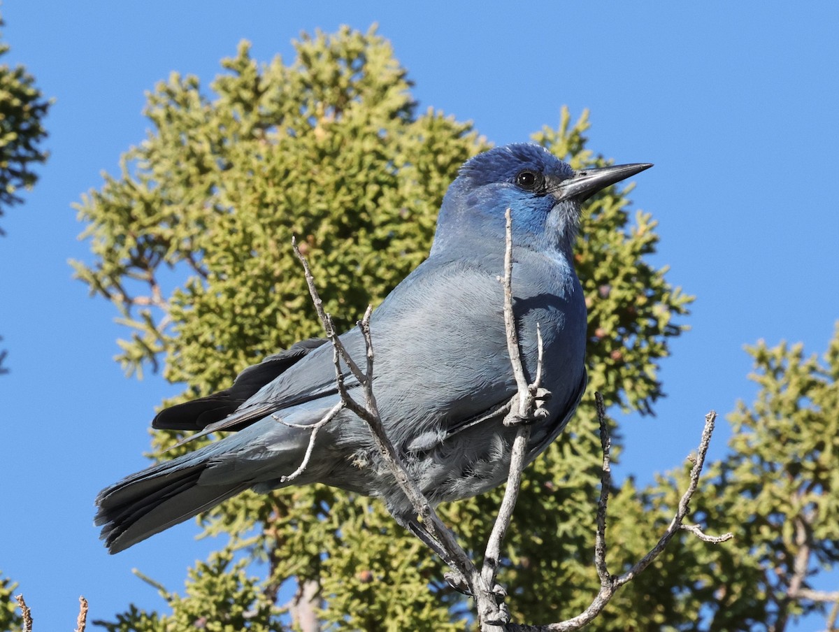 Pinyon Jay - ML617053651