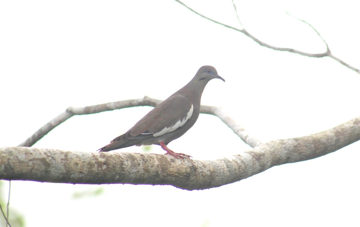 White-winged Dove - Gerry Collins