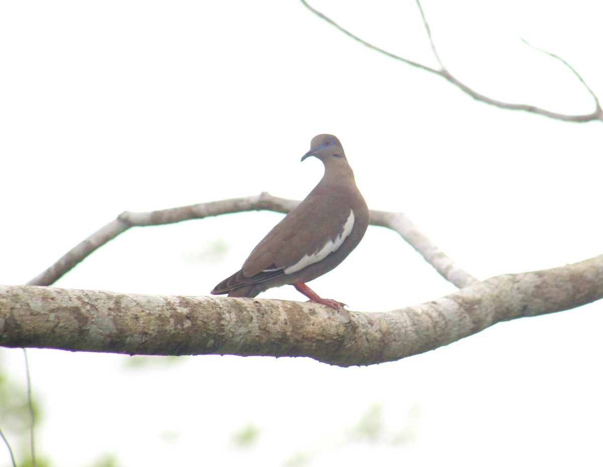 White-winged Dove - Gerry Collins