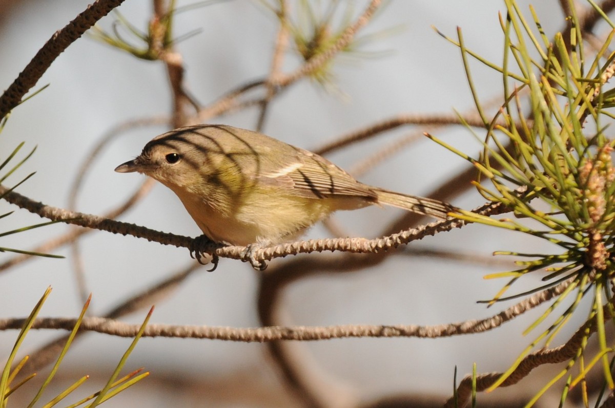 Bell's Vireo - ML617053670