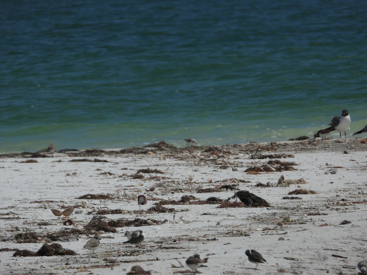 Semipalmated Plover - ML617053671