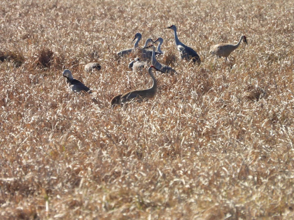 Sandhill Crane - Stephanie Bishop