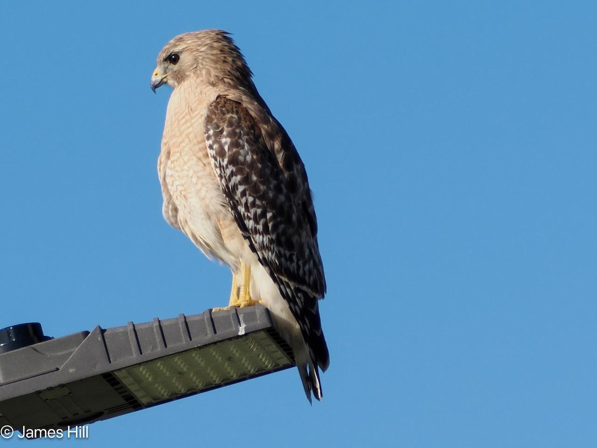 Red-shouldered Hawk - ML617053680