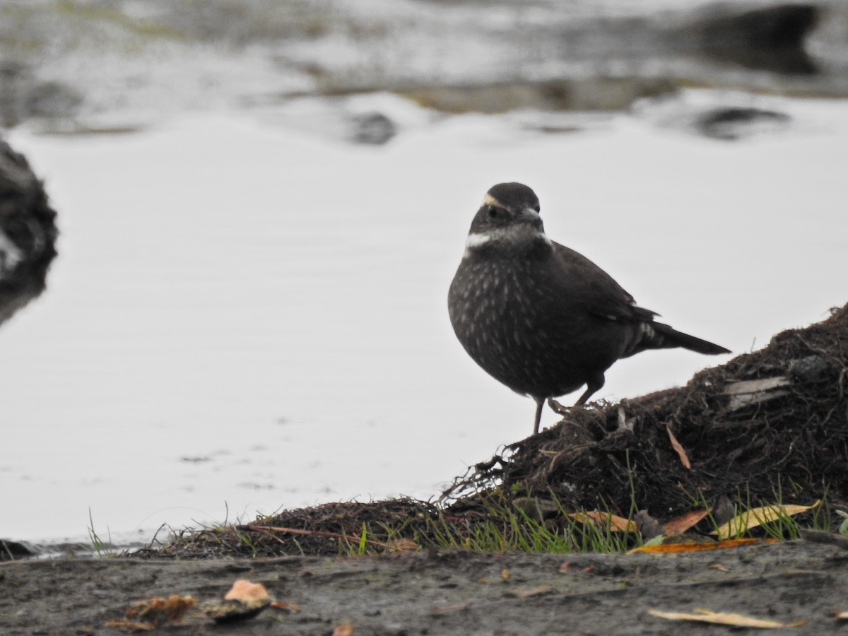 Dark-bellied Cinclodes - ML617053703