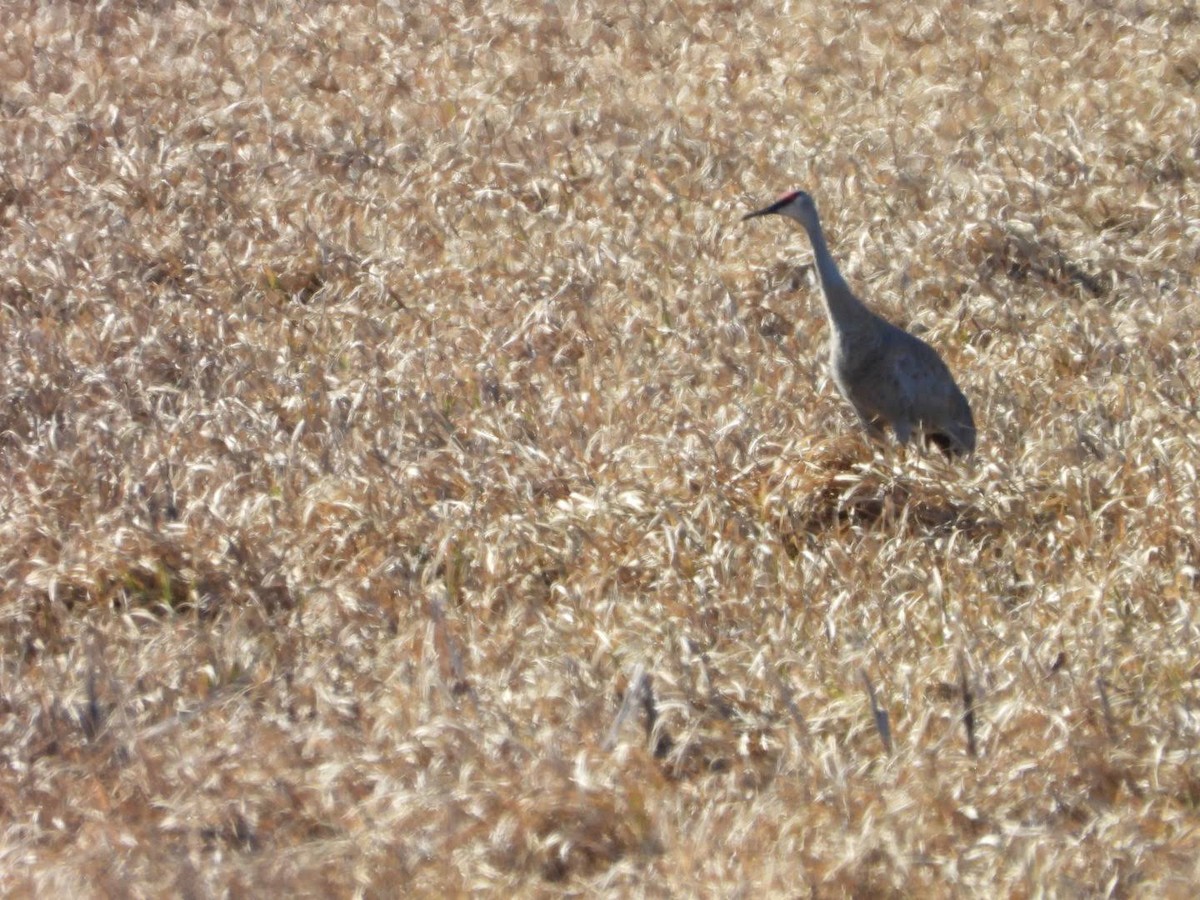 Sandhill Crane - Stephanie Bishop