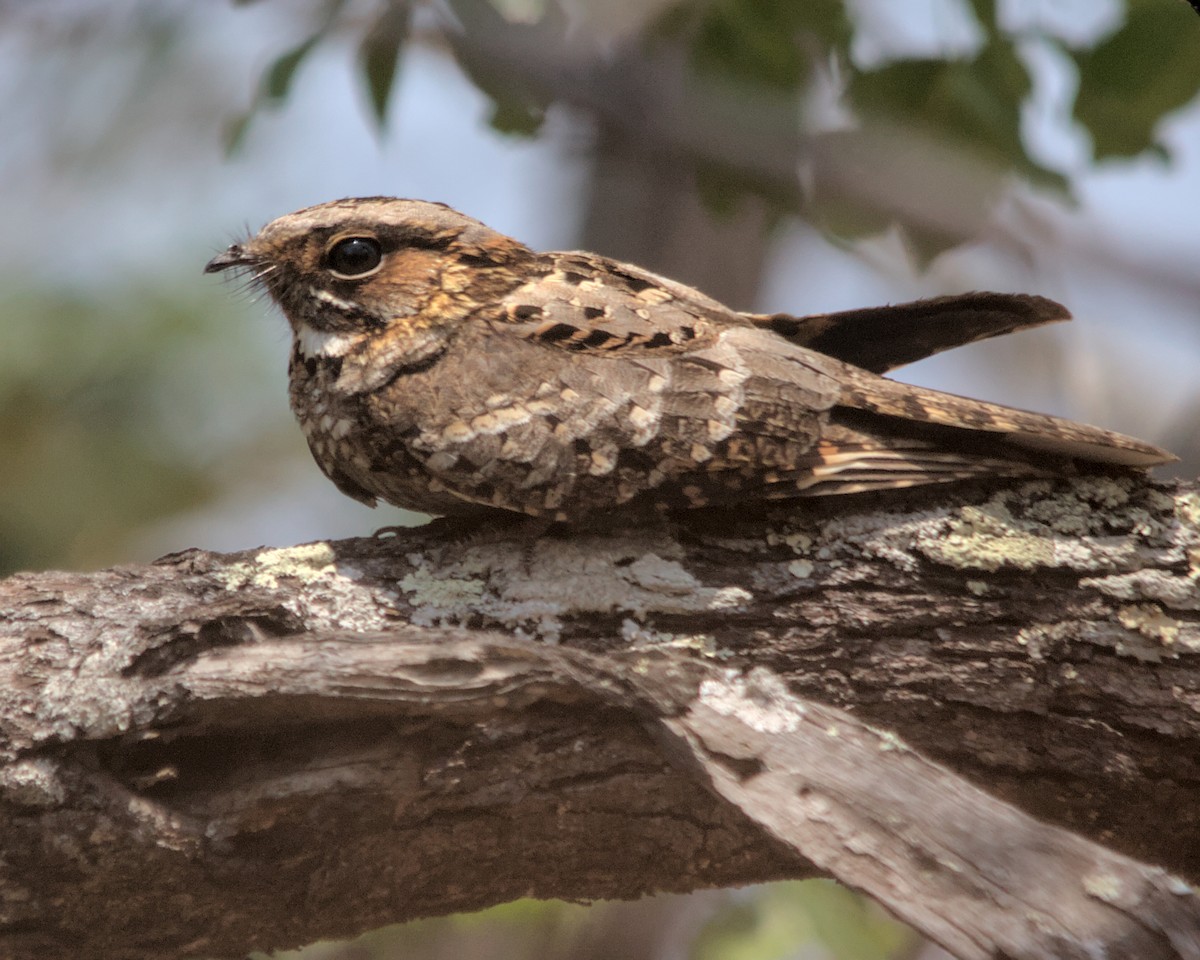 Fiery-necked Nightjar - ML617053751