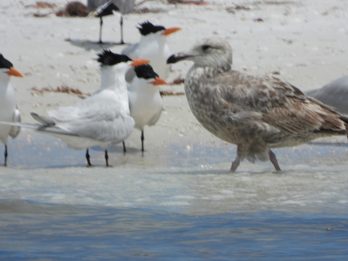 Herring Gull - William Cormack