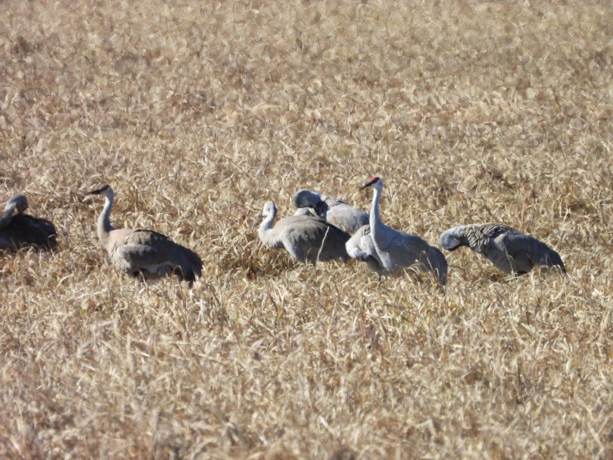 Sandhill Crane - Stephanie Bishop