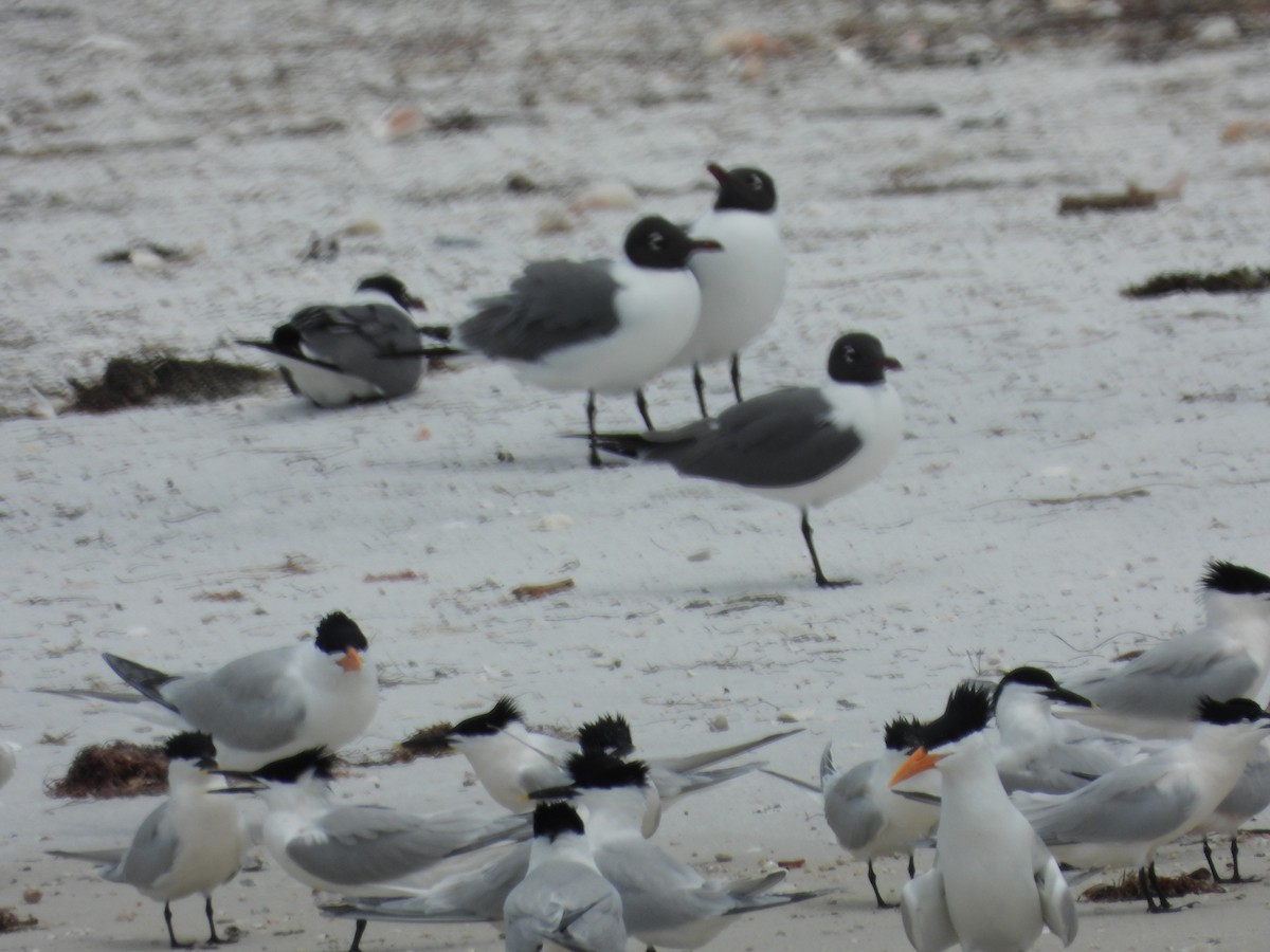 Sandwich Tern - William Cormack