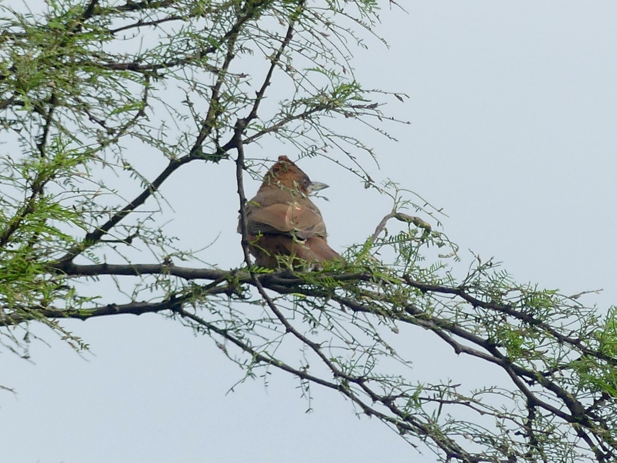 Brown Cacholote - ML617053902