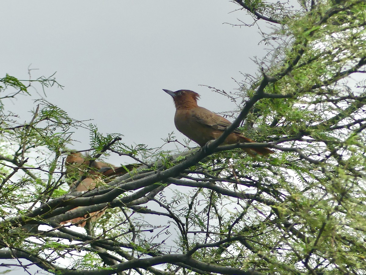 Brown Cacholote - ML617053904