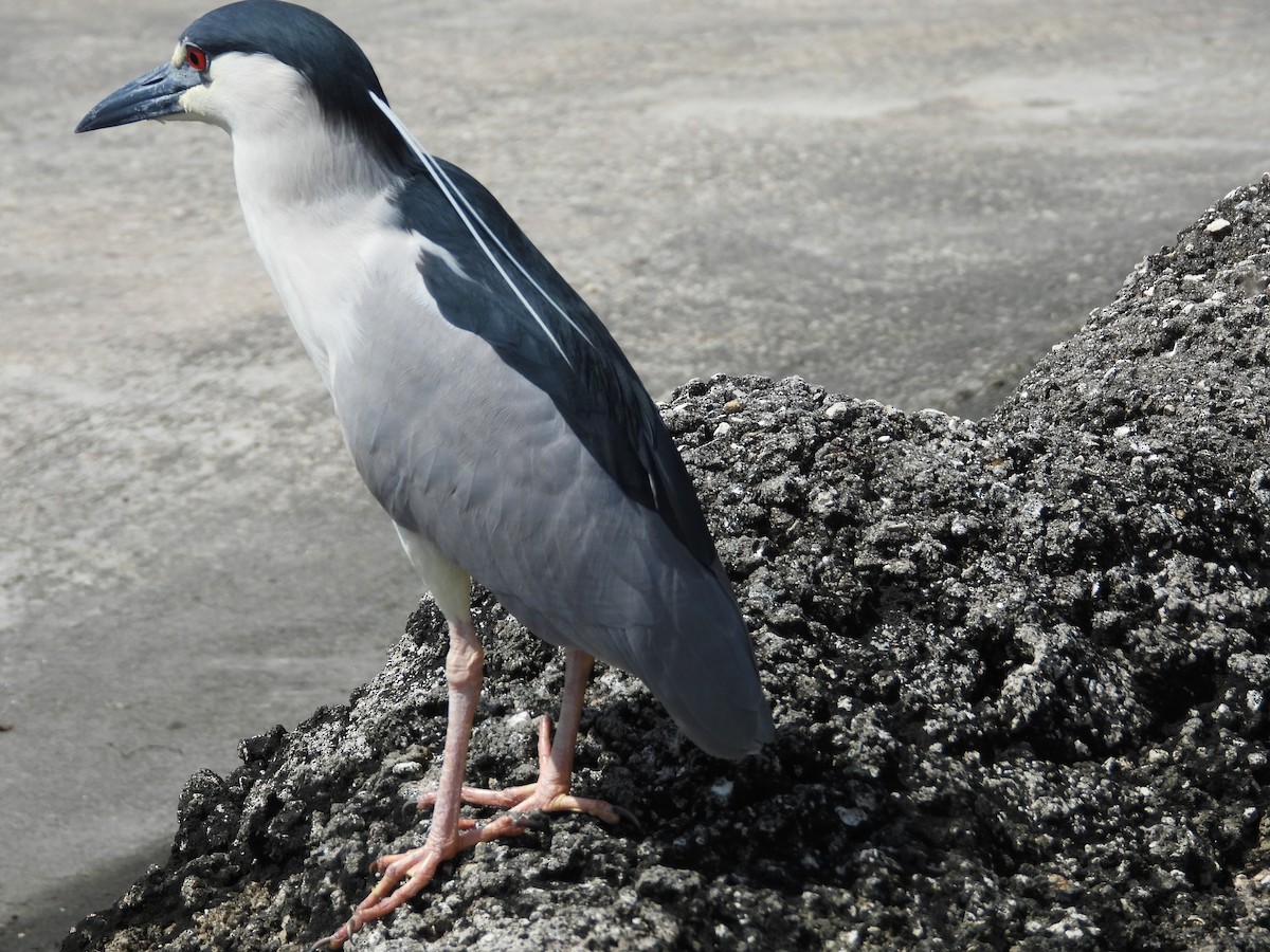 Black-crowned Night Heron - William Cormack